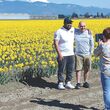 Tourists take photos in front of a blooming field of yellow daffodils