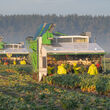 Workers follow two trucks harvesting Brussels sprouts.