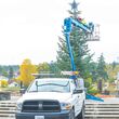 Kevin Palaniuk on lift applying lights to the town tree.