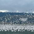 Snow geese above and in a field