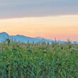Sunrise over corn silage field.