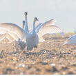 A photo of trumpeter swans running toward the viewer.