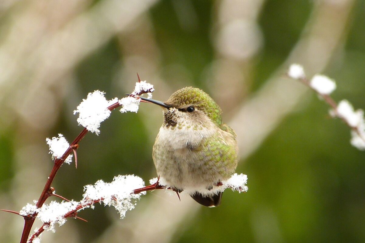 Anna's hummingbird on a willow branch.
