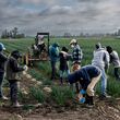 Farm workers pick leeks in a field