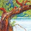 Image of a watercolor of madrona limb leaning out over water.
