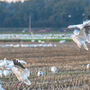 Close up of 3 snow geese landing in a farm field with more in background.