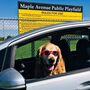 Golden retriever wears sunglasses, sits behind steering wheel of car
