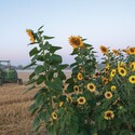 Photo of tractor in field next to sunflowers.