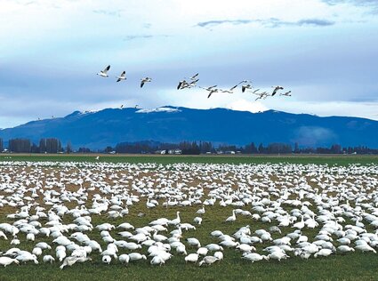 Snow geese fly and forage in a field