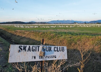 Skagit Valley Gun club sign with snow geese in field behind it.
