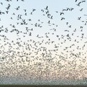 Thousands of snow geese in flight.