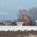 Snow geese cover a fallow field next to a farm.