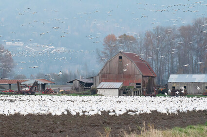 Snow geese cover a fallow field next to a farm.