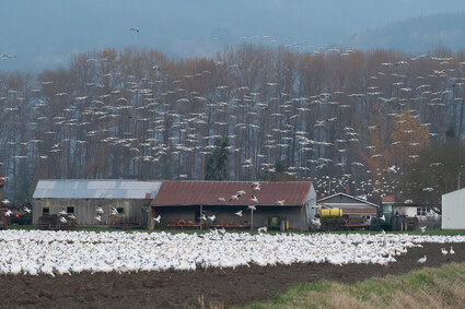 Snow geese fill a field next to a farm.