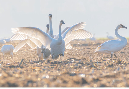 A photo of trumpeter swans running toward the viewer.