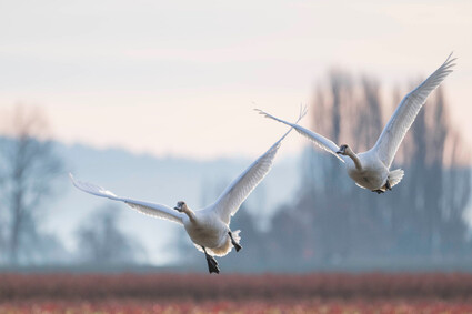 Two trumpeter swans taking flight.