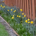 Daffodils begin to bloom