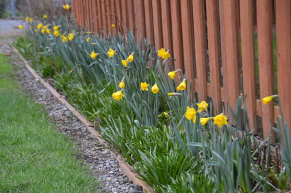 Daffodils begin to bloom