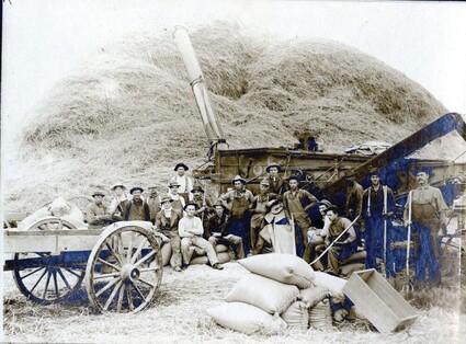 A historic black and white photo of grain threshing