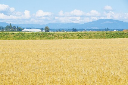 A field of barley is ready for harvest