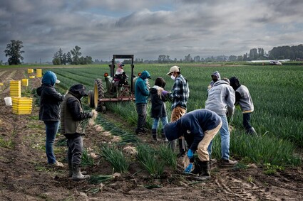 Farm workers pick leeks in a field