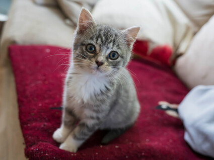 Photo of tiny kitten