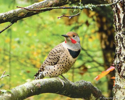 A northern flicker sits on a branch
