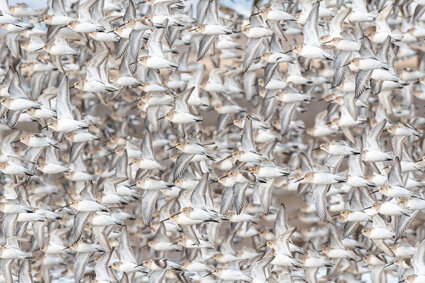 A photo of thousands of dunlin.