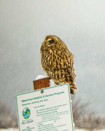 owl sits on a post
