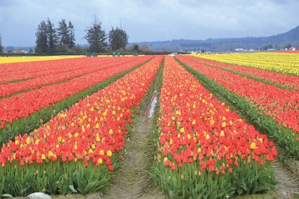 A field of blooming red and yellow tulips