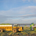 A truck full of Brussels sprouts driving through harvested field.