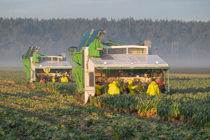 Workers harvest Brussels sprouts on two trucks in large field.