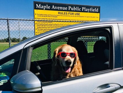 Golden retriever wears sunglasses, sits behind steering wheel of car